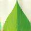 Feuille verte